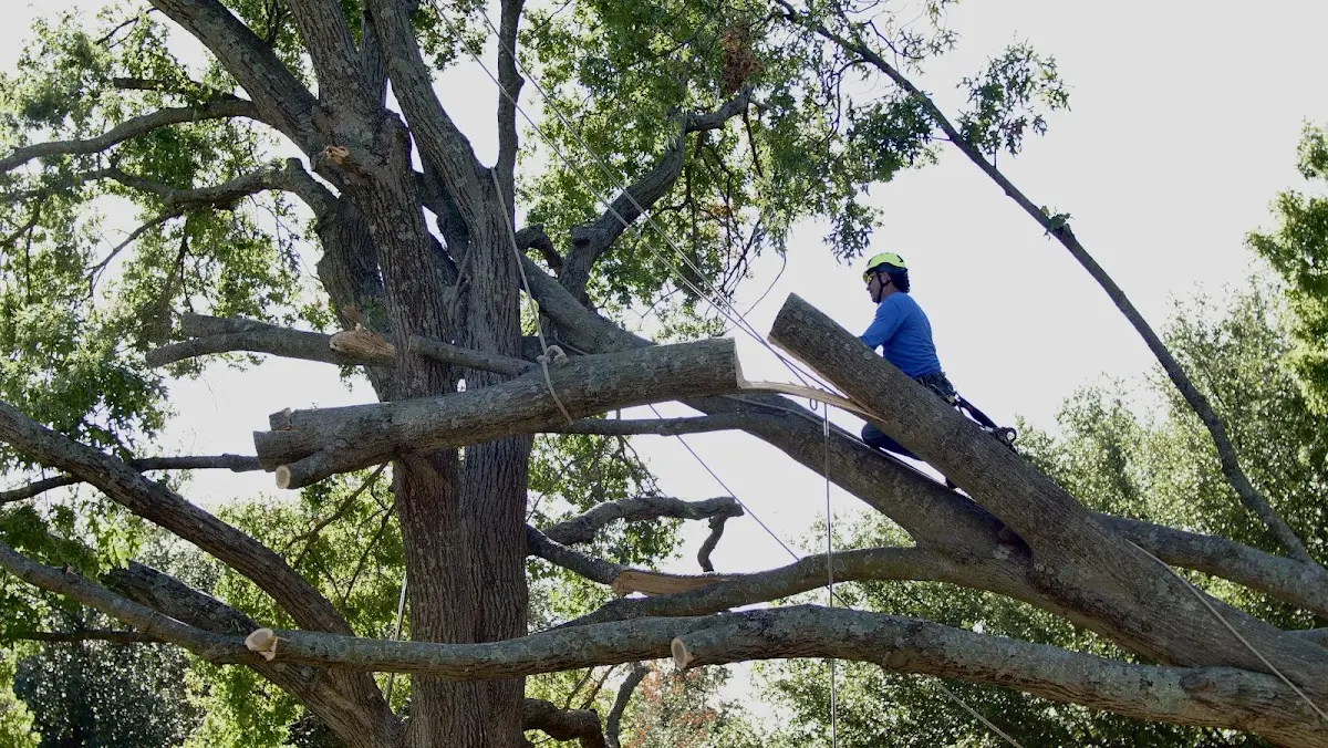 Professional Crown Thinning performed by certified arborists in Honobia