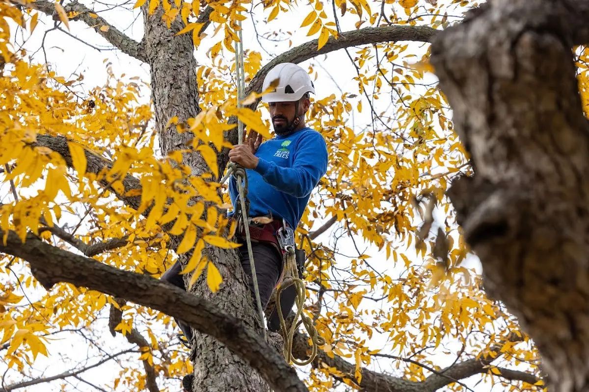 Skilled Tree Planting crew working in Honobia